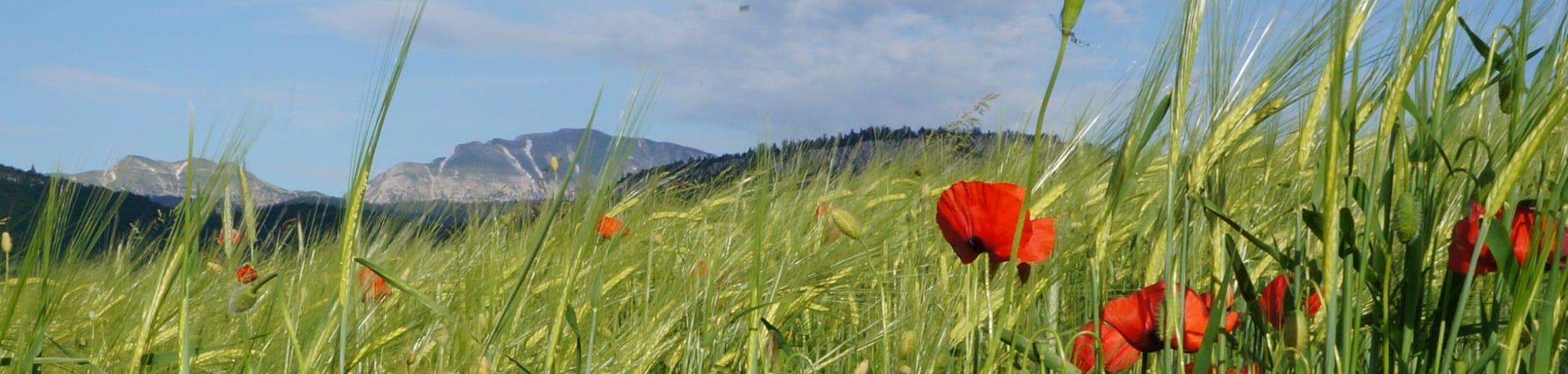 champ-coquelicot-grand-veymont