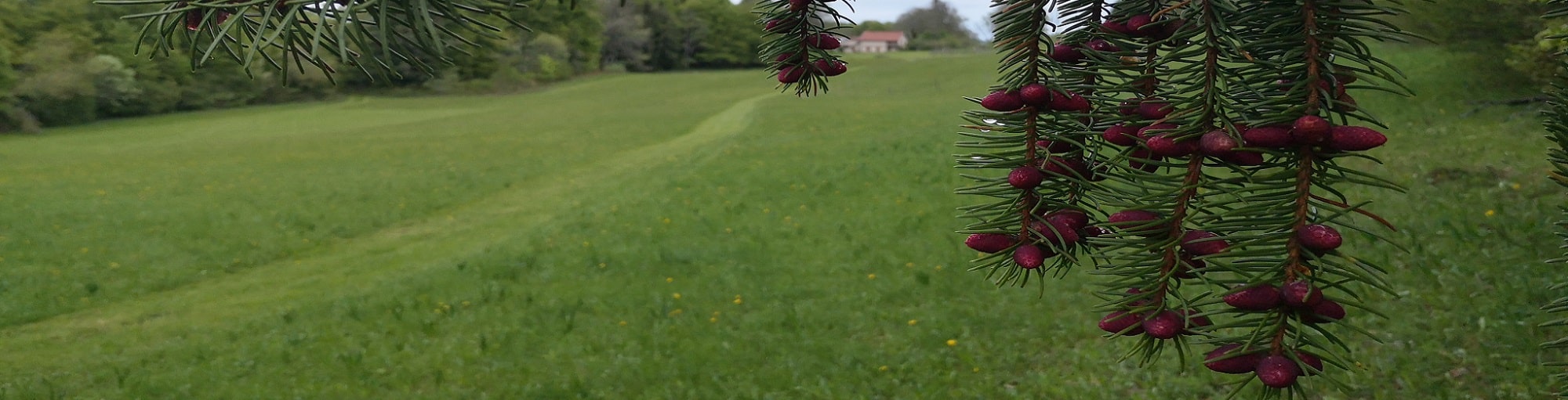 bandeau-herbe-tondue-chemin