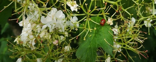 bienetre-coccinelle-fleurs