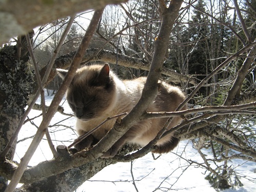 chat-soleil-arbre-dort
