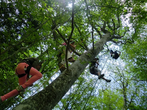 grimpe-arbre-accrobranche