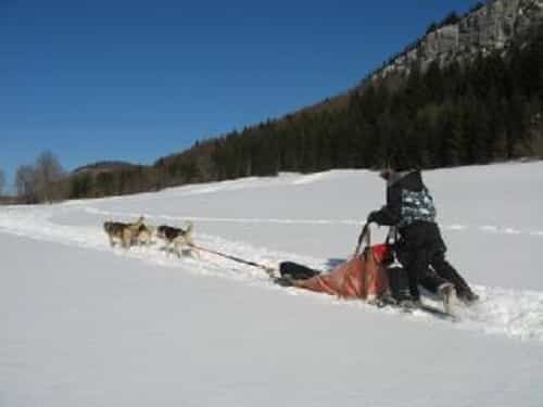 traineau-chien-ferme-du-pre